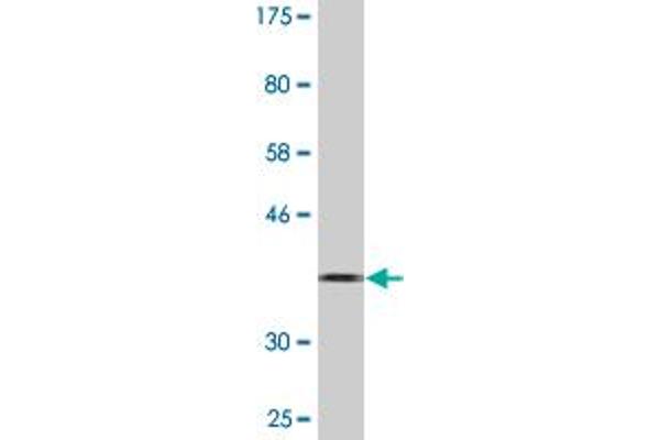 Calpain 3 antibody  (AA 210-309)