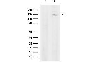 anti-Exportin 5 (XPO5) (Internal Region) antibody