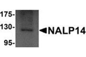 Western blot analysis of NALP14 in rat brain tissue lysate with NALP14 antibody at 1 μg/ml. (NLRP14 antibody  (N-Term))
