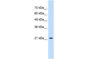 PGRMC1 antibody used at 0. (PGRMC1 antibody  (N-Term))