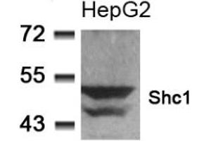 Image no. 2 for anti-SHC (Src Homology 2 Domain Containing) Transforming Protein 1 (SHC1) (Tyr349) antibody (ABIN197588) (SHC1 antibody  (Tyr349))