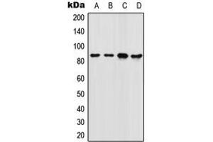Western blot analysis of FOXM1 expression in SW480 (A), 22RV1 (B), NIH3T3 (C), rat colon (D) whole cell lysates. (FOXM1 antibody  (Center))