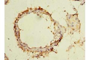 Immunohistochemistry of paraffin-embedded human testis tissue using ABIN7165386 at dilution of 1:100 (FAM126B antibody  (AA 281-530))