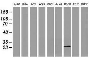 Image no. 3 for anti-RNA Binding Protein with Multiple Splicing (RBPMS) antibody (ABIN1500646) (RBPMS antibody)