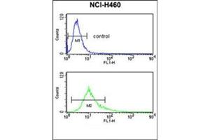 Flow Cytometry analysis of NCI-H460 cells using S100A10 Antibody (Center) Cat. (S100A10 antibody  (Middle Region))