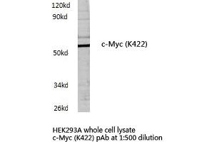 Western blot (WB) analysis of c-Myc antibody in extracts from HEK293A cells.