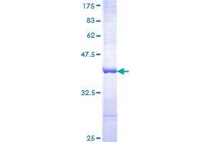 DLG4 Protein (AA 665-766) (GST tag)