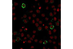 Immunofluorescence staining of U937 cells using CD15 Monoclonal Antibody (Leu-M1) followed by goat anti-Mouse IgG conjugated to CF488 (green). (CD15 antibody)