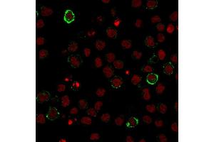Immunofluorescence staining of U937 cells using CD15 Monoclonal Antibody (Leu-M1) followed by goat anti-Mouse IgG conjugated to CF488 (green).