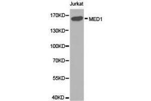 Western Blotting (WB) image for anti-Mediator Complex Subunit 1 (MED1) antibody (ABIN1873680) (MED1 antibody)