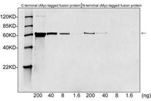Western blot analysis of c-Myc tagged fusion proteins expressed in E. (Myc Tag antibody)