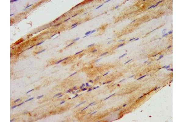 HIPK1 antibody  (AA 1007-1151)