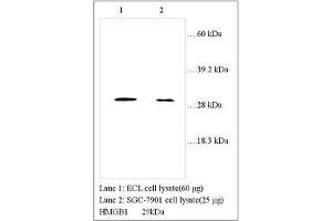 Image no. 1 for anti-High Mobility Group Box 1 (HMGB1) (Internal Region) antibody (ABIN791338) (HMGB1 antibody  (Internal Region))