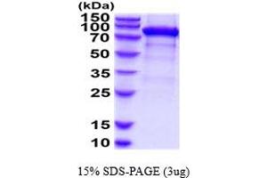 SDS-PAGE (SDS) image for Folate Hydrolase (Prostate-Specific Membrane Antigen) 1 (FOLH1) (AA 45-752) protein (His tag) (ABIN5854589)