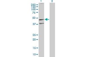 Western Blot analysis of CXCR5 expression in transfected 293T cell line by CXCR5 MaxPab polyclonal antibody.