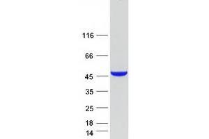 Validation with Western Blot (ADH7 Protein (Myc-DYKDDDDK Tag))