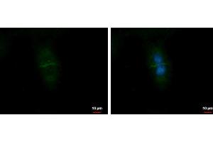 ICC/IF Image CD99L2 antibody detects CD99L2 protein at Cell membrane by immunofluorescent analysis. (CD99L2 antibody)