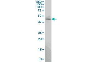 TSSC1 antibody  (AA 288-387)