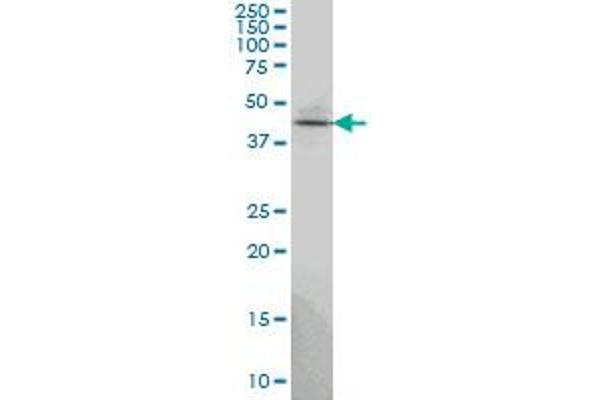 TSSC1 antibody  (AA 288-387)