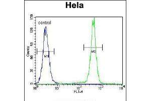 Flow cytometric analysis of Hela cells (right histogram) compared to a negative control cell (left histogram). (PCDHB10 antibody  (C-Term))