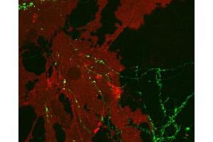 Indirect immunostaining of cultured rat astrocytes and hippocampus neurons with anti-EAAT 1 (dilution 1 : 1000; red) and mouse anti-synapsin 1 (, dilution 1 : 500; green).