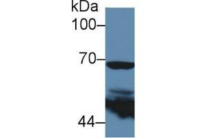 Western blot analysis of Human 293T cell lysate, using Mouse PTGS2 Antibody (5 µg/ml) and HRP-conjugated Goat Anti-Rabbit antibody (