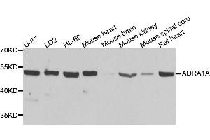 Western blot analysis of extracts of various cell lines, using ADRA1A antibody (ABIN5970687) at 1/1000 dilution. (alpha 1 Adrenergic Receptor antibody)