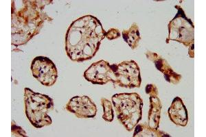 IHC image of ABIN7157971 diluted at 1:600 and staining in paraffin-embedded human placenta tissue performed on a Leica BondTM system. (LGMN antibody  (AA 199-312))
