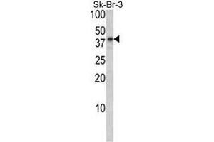 Image no. 1 for anti-Biglycan (BGN) (AA 155-184), (Middle Region) antibody (ABIN452781) (Biglycan antibody  (Middle Region))