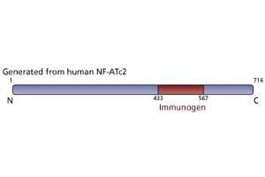Image no. 2 for anti-Nuclear Factor of Activated T-Cells, Cytoplasmic, Calcineurin-Dependent 2 (NFAT1) (AA 433-567) antibody (ABIN967558) (NFAT1 antibody  (AA 433-567))