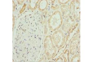 Immunohistochemistry of paraffin-embedded human kidney tissue using ABIN7148457 at dilution of 1:100 (COG4 antibody  (AA 506-785))