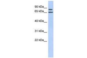 FSIP1 antibody  (AA 287-336)
