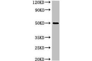 Western Blot Positive WB detected in: K562 whole cell lysate All lanes: SGMS1 antibody at 4 μg/mL Secondary Goat polyclonal to rabbit IgG at 1/50000 dilution Predicted band size: 49, 26 kDa Observed band size: 49 kDa (Sphingomyelin Synthase 1 antibody  (AA 48-137))