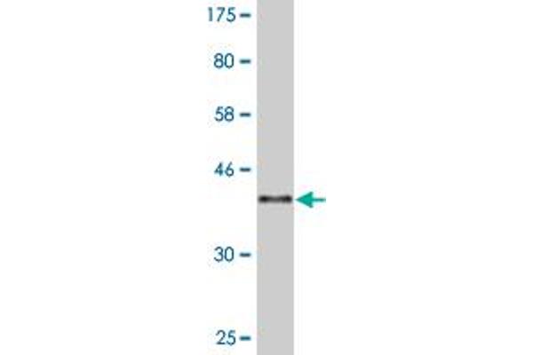 HINT1 antibody  (AA 1-126)
