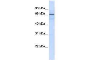 ZNF256 antibody used at 0. (ZNF256 antibody  (N-Term))