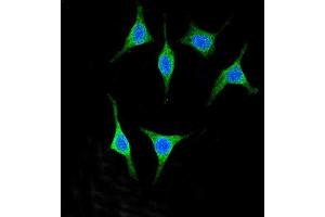 Confocal immunofluorescent analysis of Y2A Antibody (C-term) (ABIN651607 and ABIN2840322) with 293 cell followed by Alexa Fluor® 488-conjugated goat anti-rabbit lgG (green). (AMY2A antibody  (C-Term))