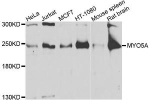 Western blot analysis of extracts of various cell lines, using MYO5A antibody.