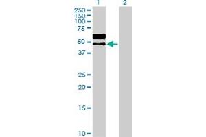 Western Blot analysis of LGMN expression in transfected 293T cell line by LGMN MaxPab polyclonal antibody.