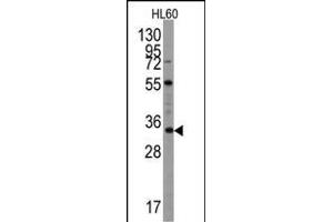 Western blot analysis of UBTD1 Antibody (C-term ) (ABIN387937 and ABIN2844471) in Hl60 cell line lysates (35 μg/lane). (UBTD1 antibody  (C-Term))