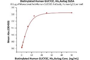 Immobilized Monoclonal A GUCY2C Antibody, Human IgG1 at 1 μg/mL (100 μL/well) can bind Biotinylated Human GUCY2C, His,Avitag (ABIN6973084) with a linear range of 0.