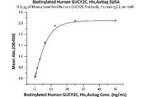 Immobilized Monoclonal A GUCY2C Antibody, Human IgG1 at 1 μg/mL (100 μL/well) can bind Biotinylated Human GUCY2C, His,Avitag (ABIN6973084) with a linear range of 0. (GUCY2C Protein (AA 24-430) (His tag,AVI tag,Biotin))