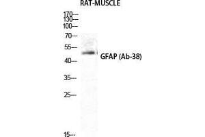 Western Blot (WB) analysis of Rat Muscle cells using GFAP Polyclonal Antibody.