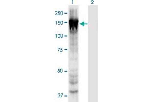 MYO1E Antikörper  (AA 918-1014)