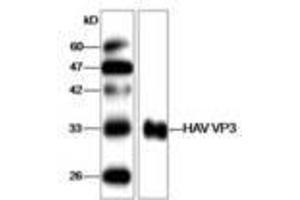 Image no. 1 for anti-Hepatitis A Virus VP3 (HAV VP3) antibody (ABIN791597) (HAV VP3 antibody)