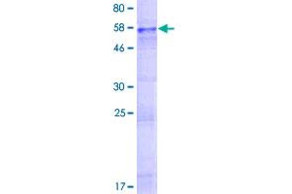 P2RY14 Protein (AA 1-338) (GST tag)