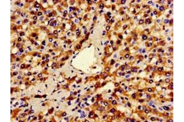 ANO1 antibody  (AA 1-151)