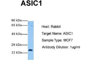 Host: Rabbit Target Name: ASIC1 Sample Tissue: Human MCF7 Antibody Dilution: 1.