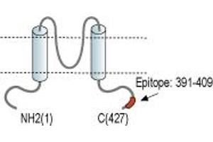 Potassium Inwardly-Rectifying Channel, Subfamily J, Member 12 (KCNJ12) peptide
