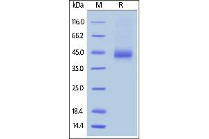 Biotinylated Human CD38, Avitag,His Tag on  under reducing (R) condition. (CD38 Protein (AA 43-300) (His tag,AVI tag,Biotin))