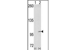 Western blot analysis of EphA4 (arrow) using EphA4 Antibody (N-term) (ABIN391889 and ABIN2841709).